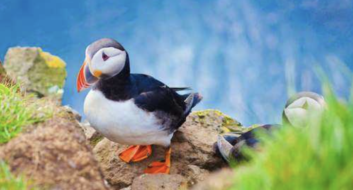 Norway by Sea - A Guided Fjords Cruise